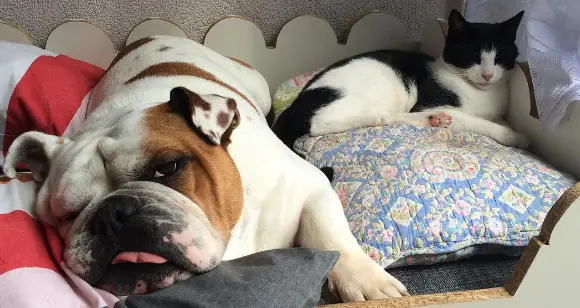 A Bulldog Tale: Bulldogs And Cats Can Be True Friends