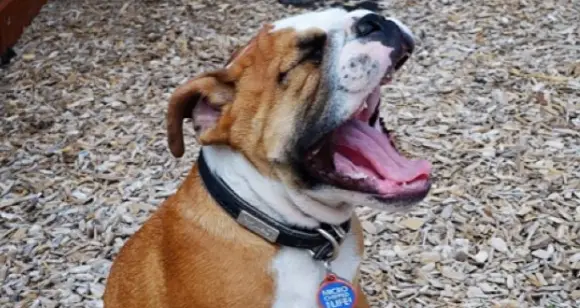 Bulldog Memes: Your Bulldog Always Has A Good Joke To Tell