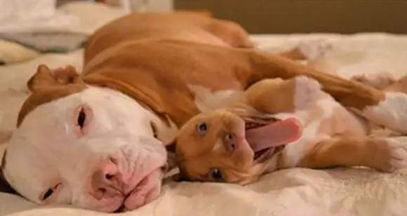 Pit Bull Puppy: Why We Love Pit Bull Babies So Much ?