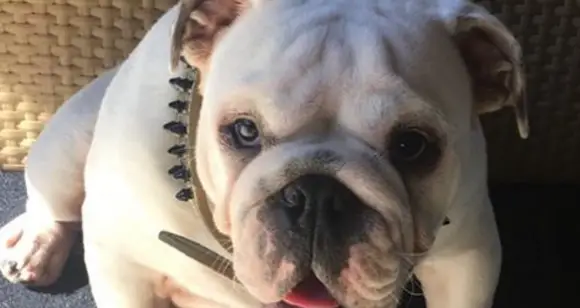 7 Fat Bulldogs With Amazing Wrinkles