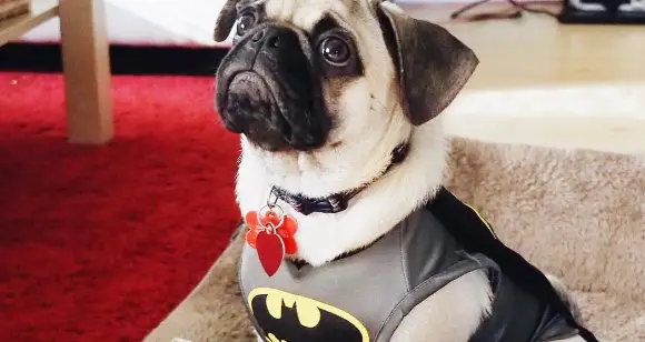 6 Awesome Ideas About Pug Costumes You Will Love