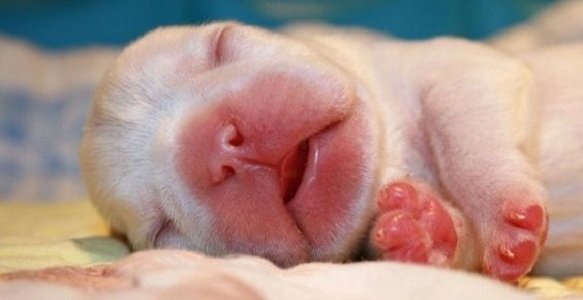 5 Crucial Steps to Delivering Healthy Puppies
