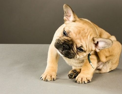 3 Amazing Tricks for Cleaning Bulldog Wrinkles Bulldogology