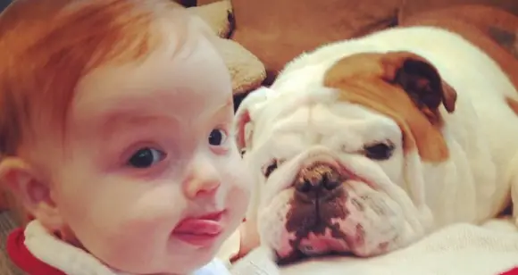 6 Bulldogs That Love Taking Care Of  A Baby Human