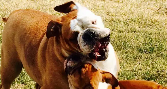 6 Old Bulldogs Telling You Wise Advises About Love And Life