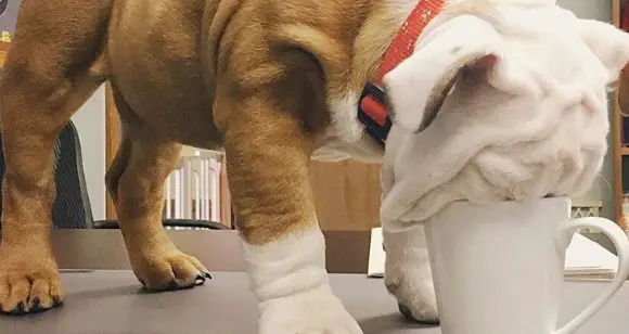 6 Incredible Bulldogs Doing Silly Stuff For Fun
