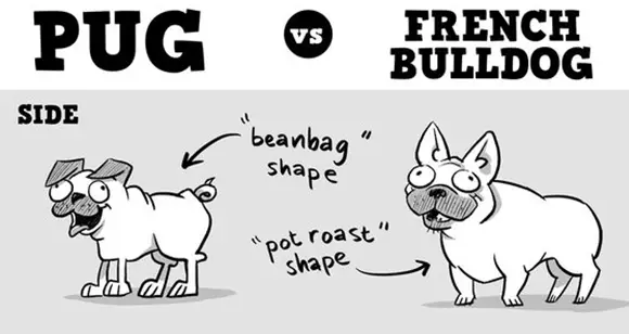 Pugs Vs French Bulldogs [Infographic]