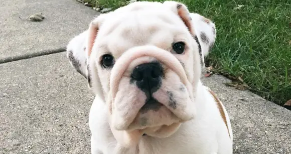 Color Of The Month: Best White Bulldogs Of September