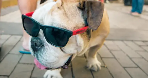 6 Incredible Bulldogs Celebrating The World Tourism Day