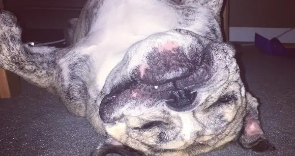 Beautiful Bulldogs In Time For Yoga Day [Good Meditation]