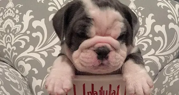 Cuteness Alert: The Most Adorable Bulldogs Of October 2016