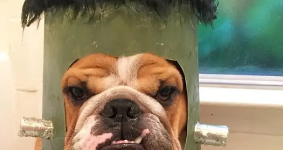 7 Awesome Bulldogs Starting The Halloween Costume Fever
