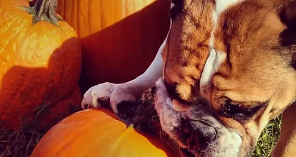 October Recipe: Why Bulldogs Love Pictures With Pumpkins?