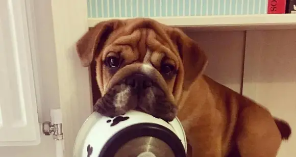 7 Gorgeous And Hilarious Bulldog Puppies Talking About Halloween