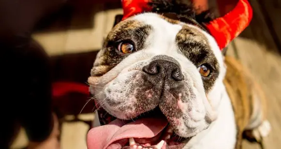 Halloween Special 2016: Lovely Bulldogs Ready For Trick Or Treat
