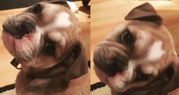 8 Incredible Miniature Bulldogs You Will Love