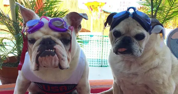 Bulldogs And Pugs: A Funny Adventure Between Friends
