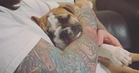 7 Amazing Bulldogs Being Friends With Tattooed People