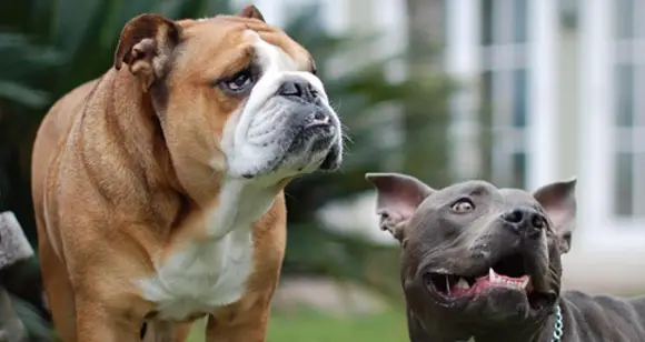 Pets Adventures: 7 Adorable Bulldogs And Pitbulls Having Fun