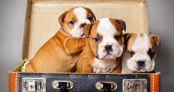 8 Gorgeous Bulldog Puppies Welcome December 2016