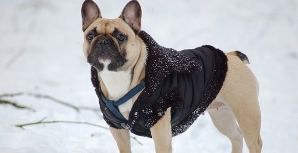 potty training puppy in winter