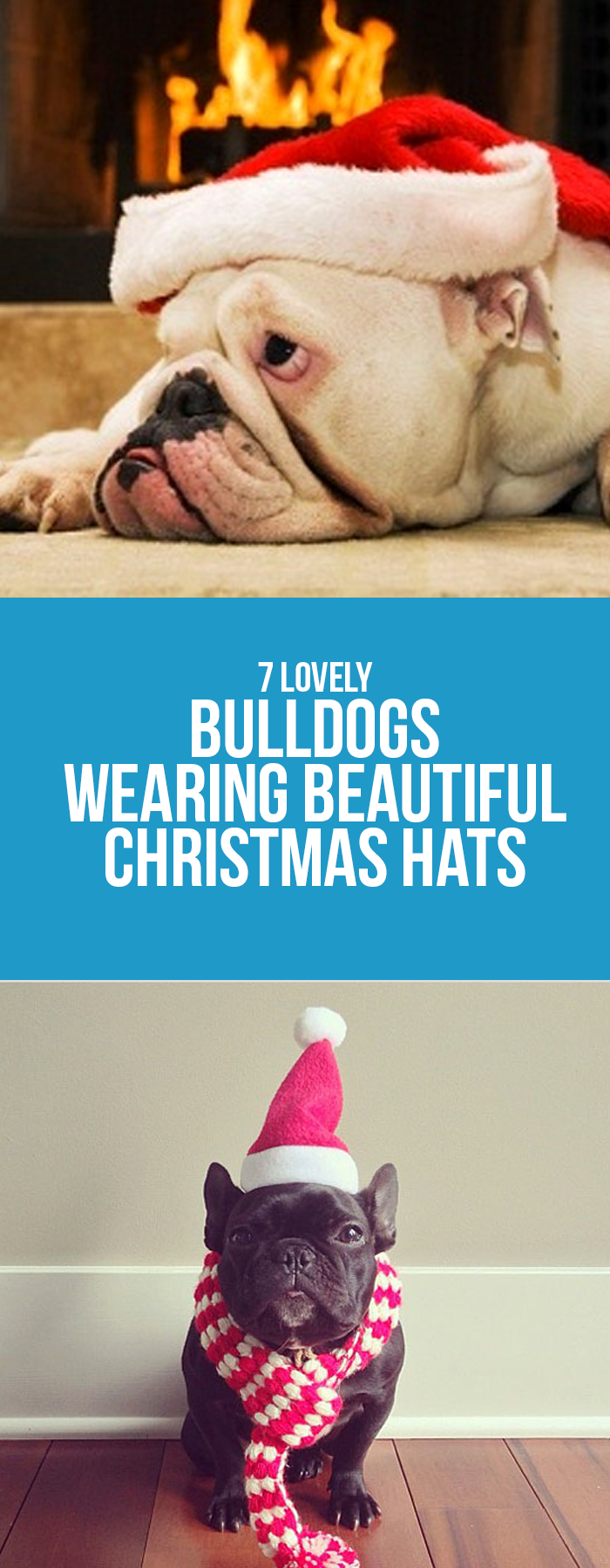 Bulldogs Christmas Hats