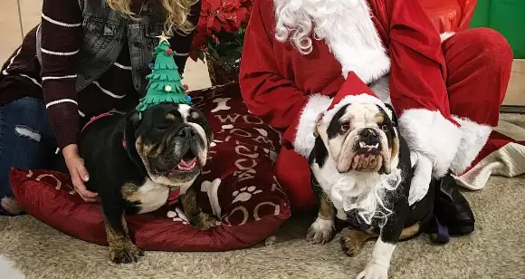 7 Lovely Bulldogs Wearing Beautiful Christmas Hats