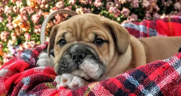 How Sweet Bulldogs Are? 7 Puppies With Adorable Looks