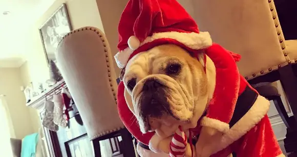How Gorgeous Bulldogs Celebrate Christmas Eve 2016