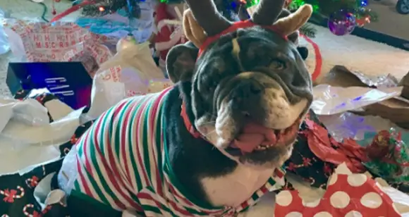7 Happy Bulldogs Opening Christmas Presents 2016