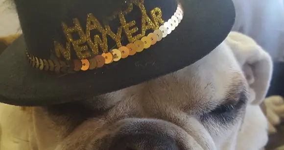 New Year’s Eve: 7 Cute Bulldog Resolutions