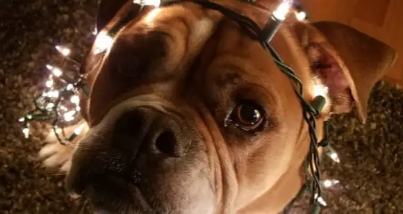 7 Adorable Bulldogs Celebrating Christmas Tree Day