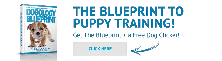 blueprint offer Tips to Stop Your Dog from Barking for No Reason