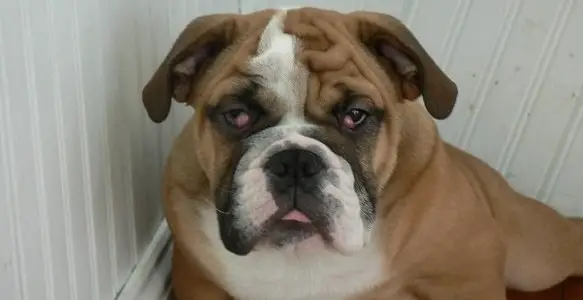 bulldog cherry eye