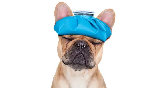 Is Benadryl for Dogs Safe? The Controversial Remedy for Dogs