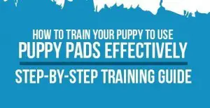 train your puppy to use puppy pads