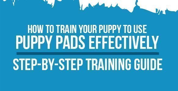 train your puppy to use puppy pads