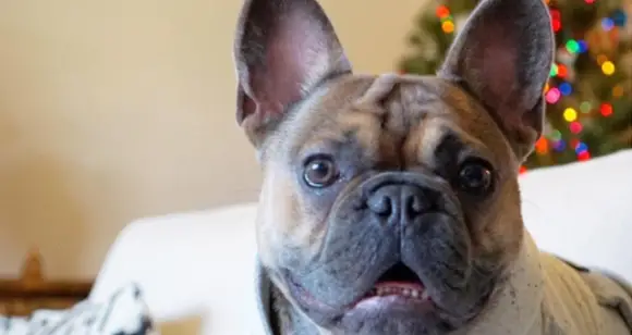 8 Frenchie Bulldogs With Beautiful Inspirational Quotes