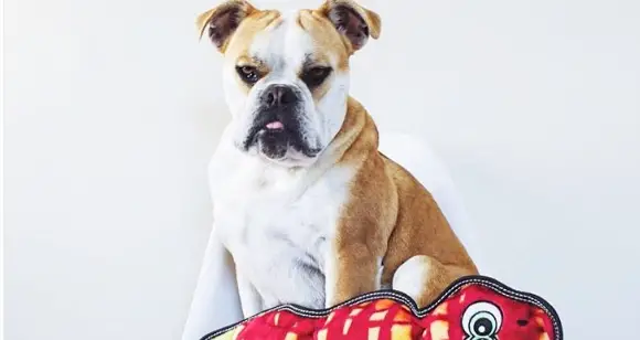 Bulldog Power: 7 Strongest Bulldogs In The World