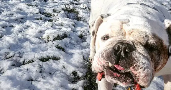World Snow Day: 8 Fantastic Bulldogs Enjoying Winter