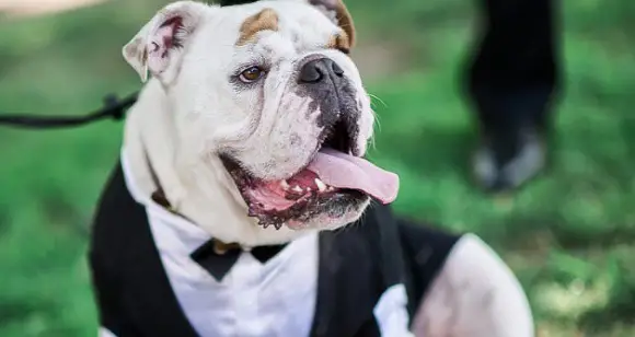 Dress Up Your Pet Day: Does Your Bulldog Love Getting Dressed?