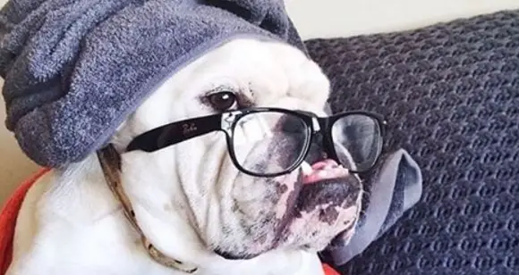 8 Funny Bulldogs Acting Like Humans: You Will Love Them