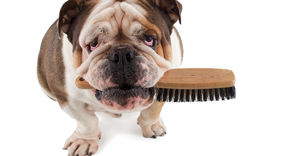 dog brush for thick undercoat