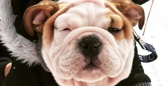 8 Gorgeous English Bulldogs Welcome February 2017