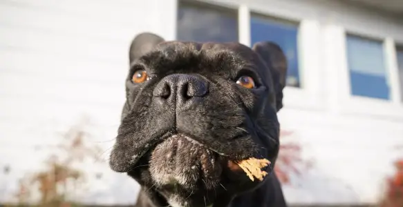 8 Funny And Adorable Black Frenchies