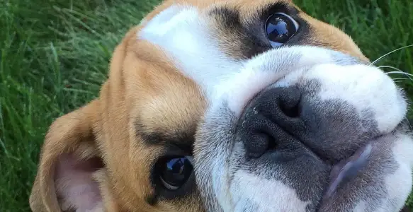Love Your Pet Day: 7 Beloved And Happy Bulldogs