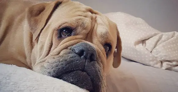 8 Beautiful Bulldogs That Look Like Crying