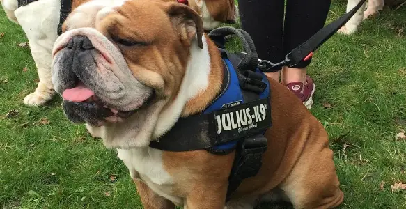 8 Beautiful Bulldogs Enjoying The Walk The Dog Day