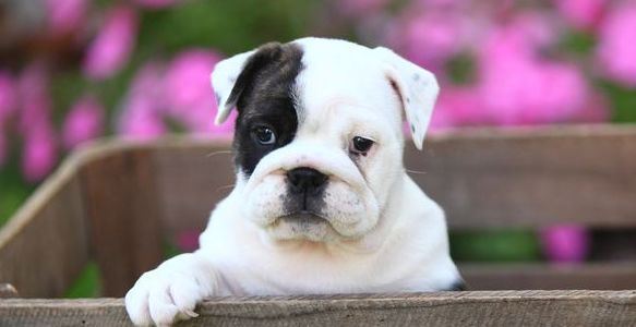 Why Do Dogs Cry? 3 Tips to Stop Your Puppy Crying at Night