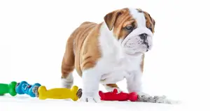 indestructible dog toys for aggressive chewers